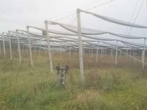 Sale, land lot, 54200m², Ašanja, Pećinci