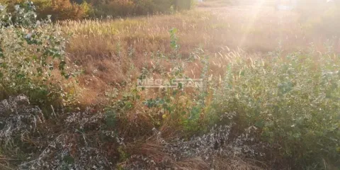 Pogled na zarasli plac sa niskim rastinjem i travom. - image 6