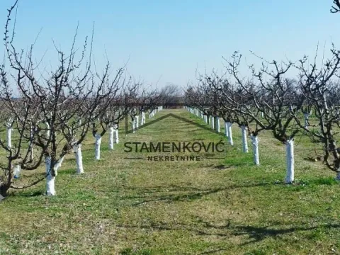 Prodaja, plac, 4636m², Sremska Mitrovica, Srbija - image 7