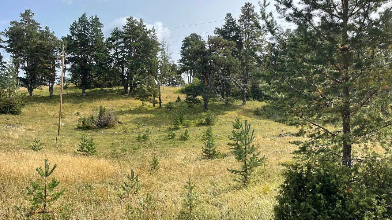 Prodaja, plac, 12000m², Žabljak, Crna Gora