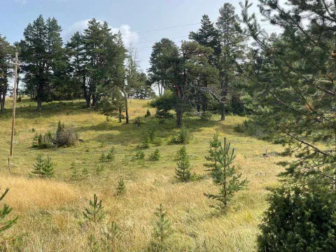 Prodaja, plac, 12000m², Žabljak, Crna Gora - image 2