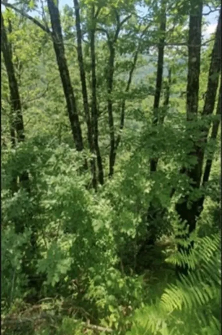 Sale, land lot, 24808m², Sela, Kolašin