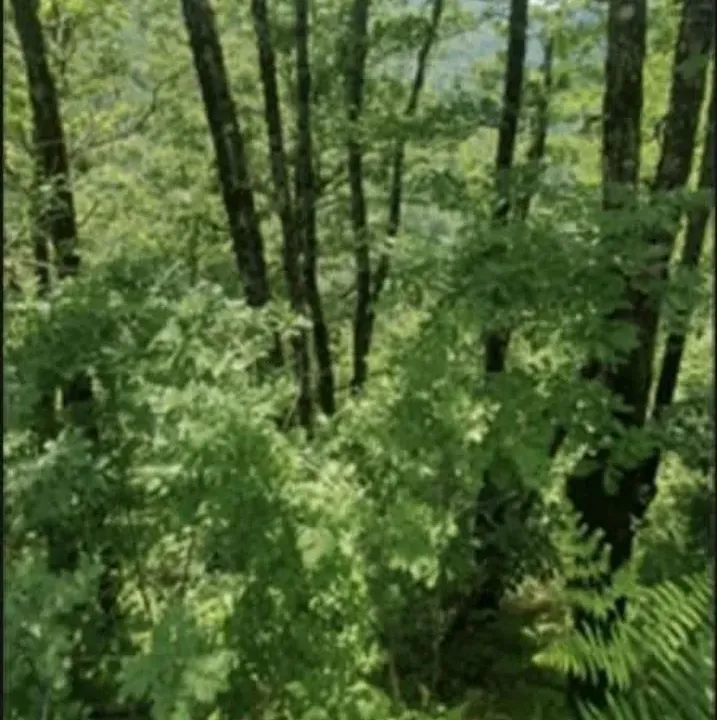 Sale, land lot, 24808m², Sela, Kolašin