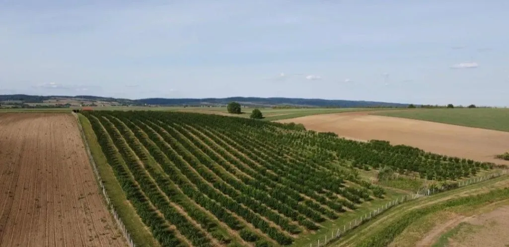 Prodaja, plac, 37800m², Sremska Mitrovica, Srbija