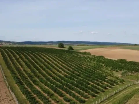 Prodaja, plac, 37800m², Sremska Mitrovica, Srbija