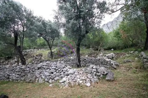 Dvorište sa maslinama i kamenim zidovima. - image 4