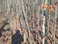 Prodaja, plac, 20937m², Cetinje, Crna Gora - image 4