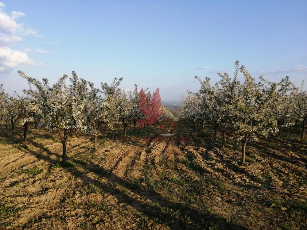 Prodaja, plac, 13700m², Koraćica, Mladenovac