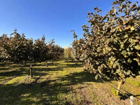 Sale, land lot, 190m², Kikinda, Srbija - image 9