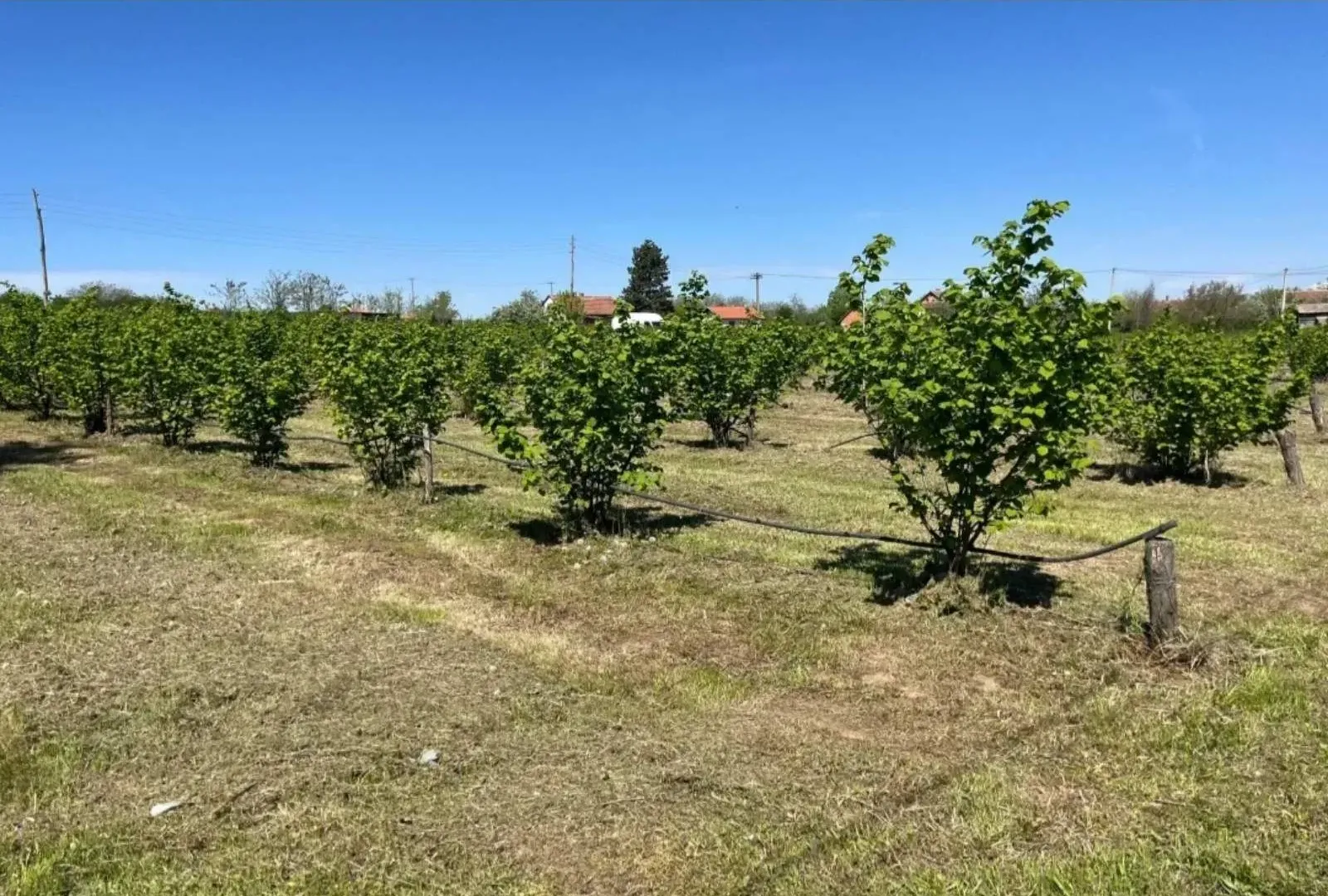 Prodaja, plac, 5000m², Vladimirci, Srbija