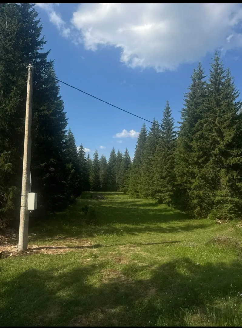 Zelena parcela okružena četinarskom šumom sa električnim stubom.