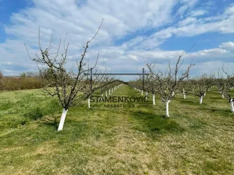 Prodaja, plac, 4636m², Sremska Mitrovica, Srbija - image 12