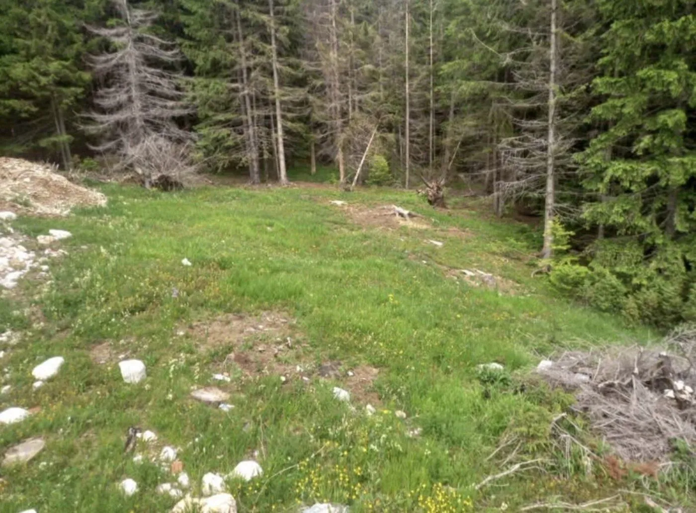 Pogled na plac sa travnatom površinom i šumom u okruženju.