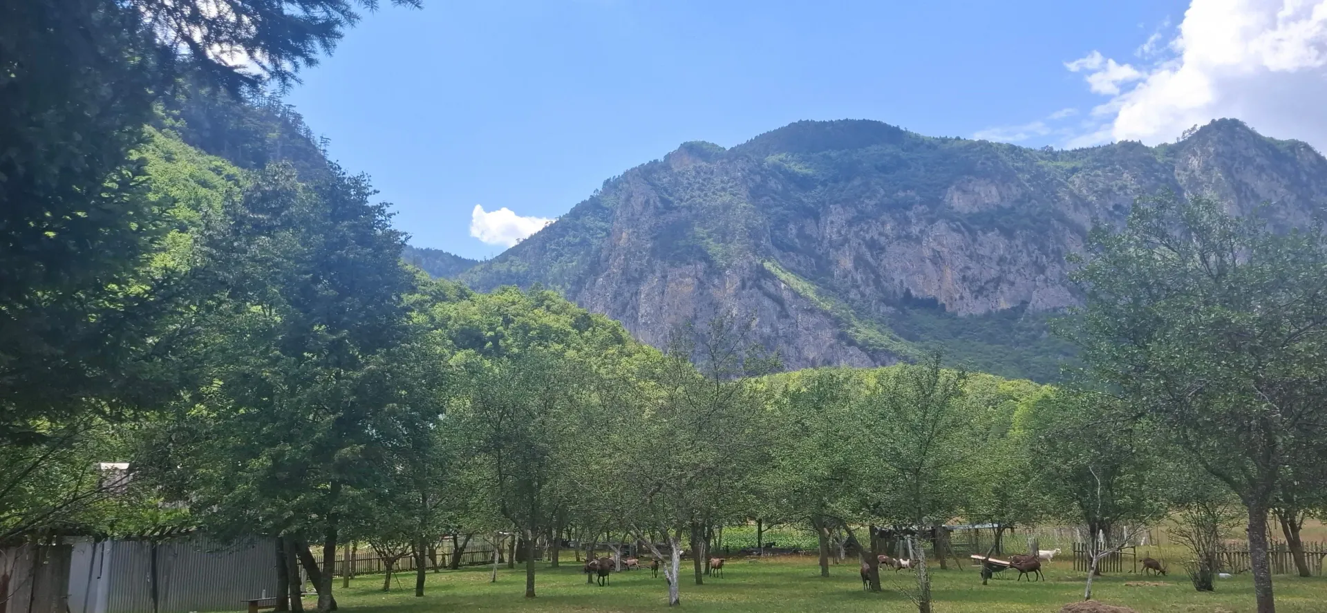 Prodaja, plac, 4000m², Dobrilovina, Mojkovac