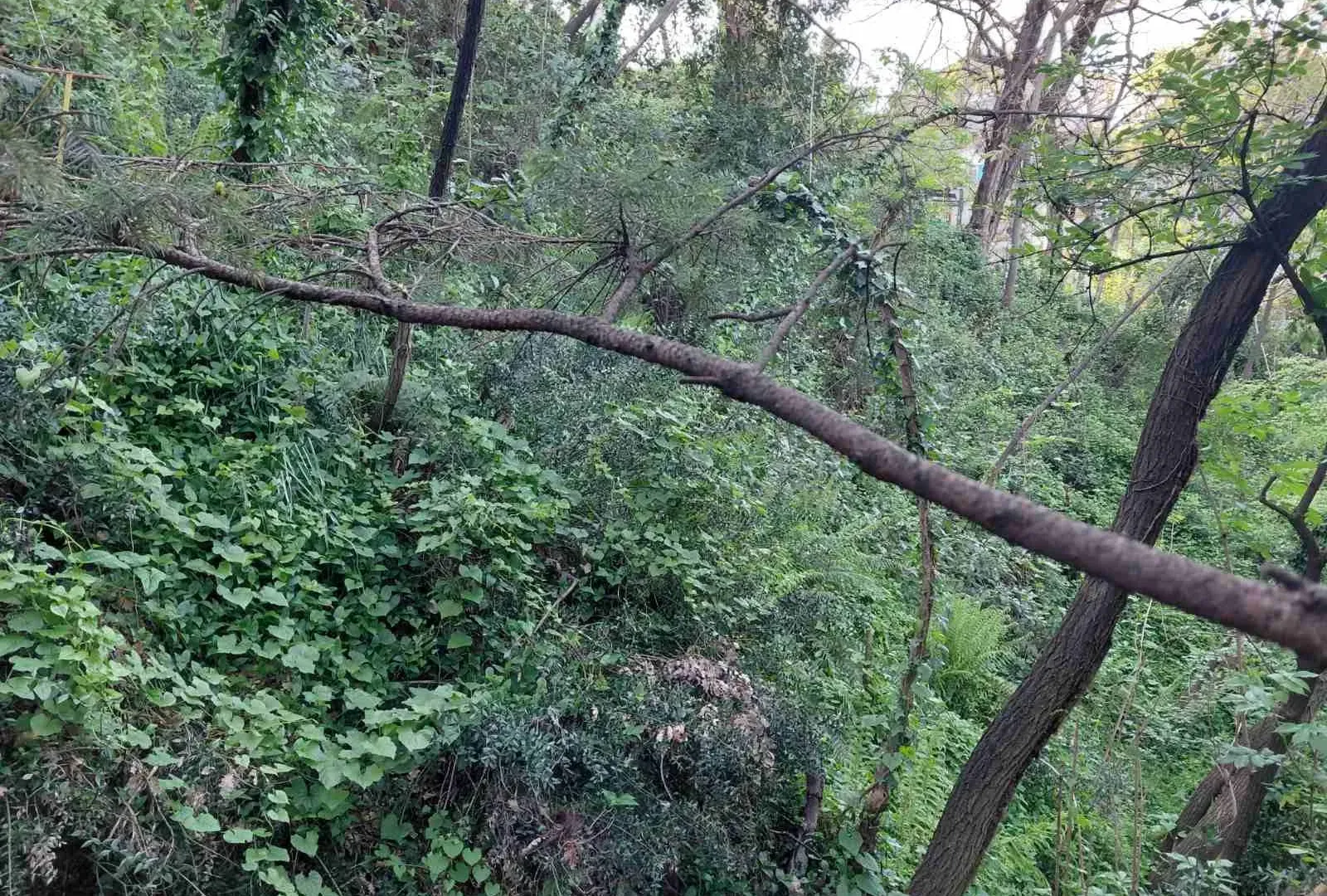 Prodaja, plac, 376m², Centar, Herceg Novi